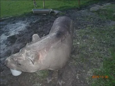 De ces trois animaux, lequel est un cousin de l'animal de la photo ?