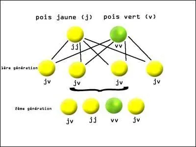 Ce savant est considéré comme le père fondateur de la génétique. Il a consacré huit ans de sa vie à l'étude de croisements entre des petits pois. 
Il meurt en 1884 ; ce n'est qu'au XXe siècle qu'il sera reconnu pour ses travaux.