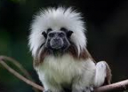 Quiz Les primates 1 - Le tamarin pinch