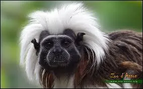 Pour manger un oiseau, il le mord &agrave; la t&ecirc;te, lui enl&egrave;ve ... puis le d&eacute;vore.