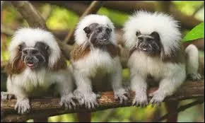 Le tamarin pinch&eacute; mange beaucoup d'animaux, mais aussi des vert&eacute;br&eacute;s, des invert&eacute;br&eacute;s...