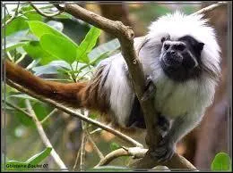 Dans un groupe, combien de tamarins pinch&eacute;s y a-t-il au maximum ?