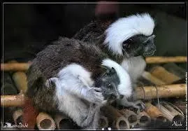 Quel est le temps de gestation de la femelle ?