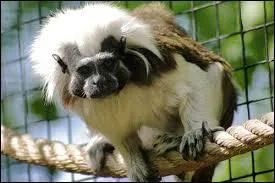 L'UICN juge que cette esp&egrave;ce :