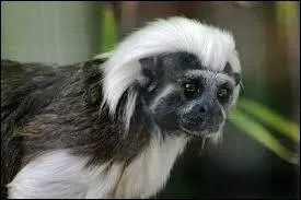 En moyenne, quelle longueur fait-il ?