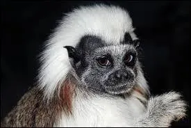 Quant &agrave; elle, sa queue mesure ... cm.