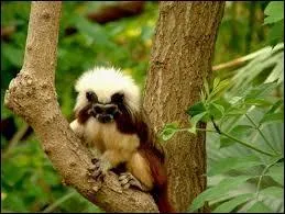 Le cerveau de ce singe p&egrave;se peu, combien exactement ?