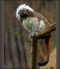 Combien de paires de chromosomes le caryotype de ce singe comporte-t-il ?