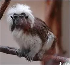Dans les arbres, comment le tamarin pinch&eacute; enroule-t-il sa queue ?