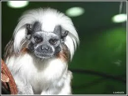 &Agrave; combien de m&egrave;tres de haut est-il capable de sauter ?