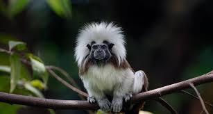 Quiz Primates