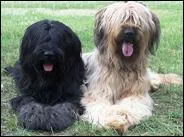 Mais où sont passés leurs yeux ?
Mais non ! Ce sont des...