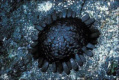 Comment s'appelle cet oursin ?