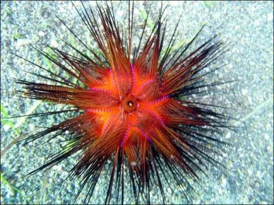 Comment s'appelle cet animal à symétrie