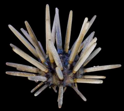 Quel est le nom de cette châtaigne de mer ?