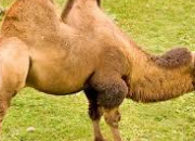 Quiz Animaux asiatiques 1 - Le chameau de Bactriane