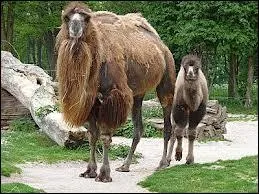 Quel poids font-ils en moyenne ?