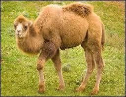 Combien de bosses a-t-il ?