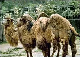 Lequel de ces animaux en a une de moins ?