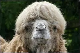 Comment la femelle du chameau de Bactriane est-elle appelée ?