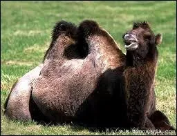 Quelle est la hauteur moyenne d'un chameau de Bactriane ?