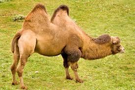 Quiz Animaux