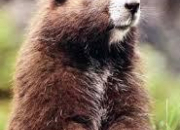 Quiz Animaux des Amriques 1 - La marmotte de l'le de Vancouver