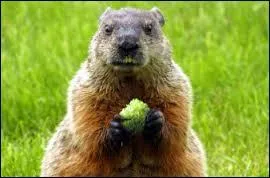 Quand a-t-on commencé à réintroduire cette espèce ?