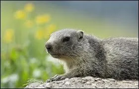 Quel est le type d'habitat fréquenté par la marmotte de l'île de Vancouver ?