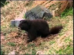 Quel est le temps de gestation de la femelle ?