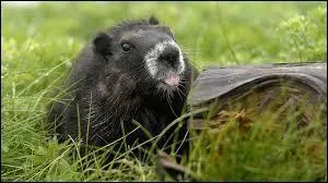 Quel est le principal prédateur de cet animal ?