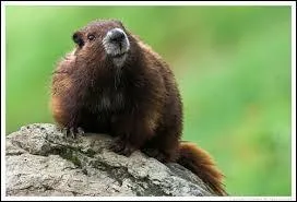 La marmotte de l'île de Vancouver :