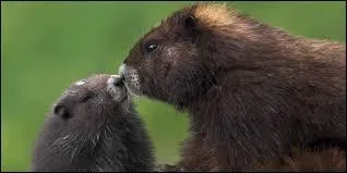 Combien d'individus a-t-on dénombrés en liberté en 2000 ?