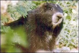 Le gouvernement canadien tente-t-il de garder ces marmottes sur son territoire ?
