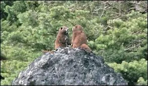 La marmotte de l'île de Vancouver est :