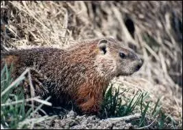 Comment cette marmotte vit-elle ?