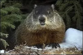 Généralement, quelle est la taille de cette marmotte ?