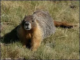 Combien de fois par an la marmotte de l'île de Vancouver mue-t-elle ?
