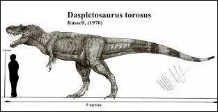 Combien de vertèbres le premier spécimen trouvé de l'espèce contient-il ?