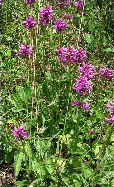Jour 12. Plante herbacée hermaphrodite, encore appelée épiaire officinale.
