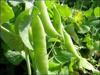 Jour 13. Petits ou cassés, ce sont les...