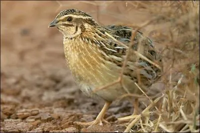 Jour 15. L'élevage de cet oiseau s'appelle la coturniculture.