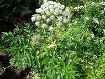 Jour 4. Appelée "herbe aux anges", elle est cultivée comme plante condimentaire et médicinale.