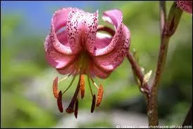 Jour 8. Le "lis de Catherine", plante emblématique des Alpes, est protégé dans de nombreuses régions.