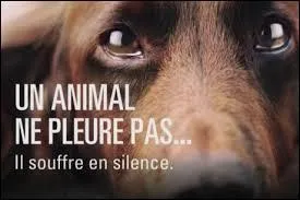 La torture ne touche pas uniquement les humains, malheureusement certains animaux en font également les frais... Selon le Code pénal français, quelles sont les sanctions maximales encourues par un auteur de cruauté/maltraitance envers un animal ?