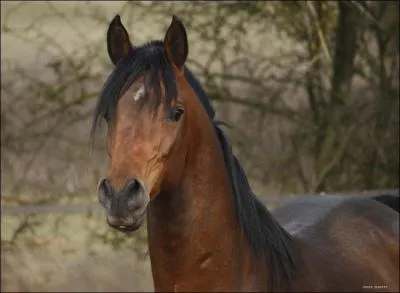 Quelle est la robe de ce cheval ?