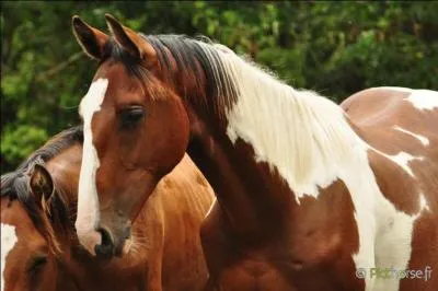 Quelle est la robe de ce cheval ?
