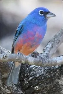 Voici un passerin à ventre rose, présent uniquement dans ce pays. Cet animal a la particularité de présenter des différences physiques suivant son sexe. Comment appelle-t-on ce phénomène ?