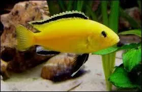 Vous aimez collectionner des poissons... d'aquarium ! Vous êtes :