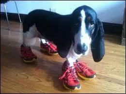 Avez-vous déjà dit à un chien : "... tes chaussures" ? Ça peut être drôle, surtout si vous n'êtes pas seul(e).